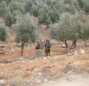 جنود الاحتلال يطاردون قاطفي الزيتون في قرية سالم شرق نابلس ويصادرون المحصول من المزارعين